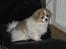 Tibetansk spaniel De'sade Hannibal