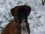 Boxer Bailey - Flotte fyr (10 måneder)