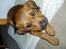 Blanding af racer Neela RIP?? - Neela, 2 måneder gammel :-)