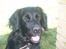 Flat coated retriever Mollie - Velkommen til Mollies Profil:D Giv en bedømmelse og læg en kommentar:D