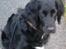 Flat coated retriever Mollie - Lige ude og gå en tur:D