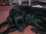 Flat coated retriever Mollie - :D