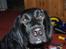 Flat coated retriever Mollie - jeg er da smuk:D
