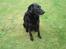Labrador retriever Dino - 20/4-11 R.I.P