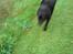 Labrador retriever Dino - 20/4-11 R.I.P - Ude og gå tur ! .. Dejliigt <3(: