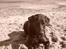 Labrador retriever Maya - "Hvor er min bold?"
