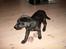 Labrador retriever Maya - Min lille skønhed - nogle dage efter jeg havde fået hende.