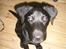 Labrador retriever Maya - Ca. 3månederr gammel<3