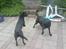 Labrador retriever Maya - Maya som leger med Nahla (min 10 år gamle hund som boede hos min farmor og farfar, hun blev desværre aflivet efterårsferien 2008. :´/ )
