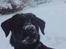 Labrador retriever Maya - En smuk hund <3