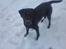Labrador retriever Maya - "Mor, jeg elsker altså bare al den sne! " 