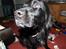 Flat coated retriever Mollie