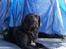 Flat coated retriever Mollie