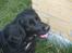 Flat coated retriever Mollie