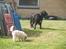 Flat coated retriever Mollie