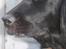 Flat coated retriever Mollie