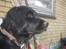 Flat coated retriever Mollie