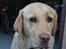 Labrador retriever Zacho - Velkommen