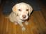 Labrador retriever Zacho - Hvad er det for en sjov ting der blinker?