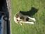 Labrador retriever Zacho - Jeg holder lige vagt!