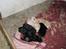 Labrador retriever Zacho - Zacho og di andre hvalpe i kuldet, Zacho er den mørkeste af de lyse - første gang vi ser Zacho, han er 5 dage gammel.