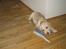 Labrador retriever Zacho - Den driller mig!