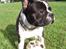 Fransk bulldog Bertram
