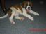 Blanding af racer Bella<3
