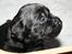 Labrador retriever Lab Tasso Blue Bell