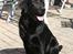 Labrador retriever Lab Tasso Blue Bell