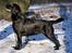 Labrador retriever Lab Tasso Blue Bell