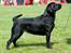 Labrador retriever Lab Tasso Blue Bell