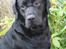 Labrador retriever Lab Tasso Blue Bell