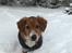 Nova scotia duck tolling retriever Chang - kom nu! kast noget sne!