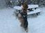 Nova scotia duck tolling retriever Chang - Jah! sne :P