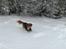 Nova scotia duck tolling retriever Chang - ud i sneen