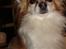 Chihuahua Charlie (R.I.P)