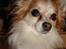 Chihuahua Charlie (R.I.P) - Juleaften 09