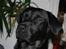 Labrador retriever Django - Lige til et pasfoto.