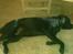 Labrador retriever Django - Hjalp lige med og male.