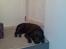 Labrador retriever Django