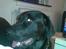 Labrador retriever Django