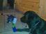 Labrador retriever Django