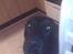 Labrador retriever Django