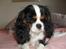 Cavalier king charles spaniel Zhiba - FIN hunde :):)
