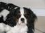 Cavalier king charles spaniel Zhiba - prinsesse :)