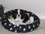 Cavalier king charles spaniel Zhiba - Hvor er du dejlig skatter :)