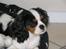 Cavalier king charles spaniel Zhiba - :)