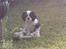 Cavalier king charles spaniel Zhiba - Leger ude i haven :)