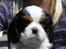 Cavalier king charles spaniel Zhiba - Zhiba